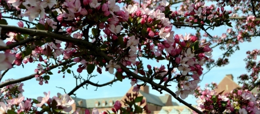 Blooming pink flowers in ִ˰appԼ campus